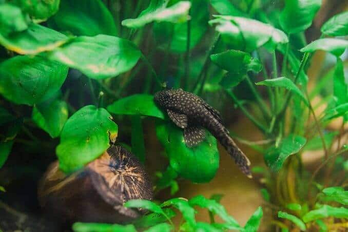 Borstnos Pleco