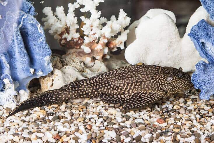 Vanlig Pleco