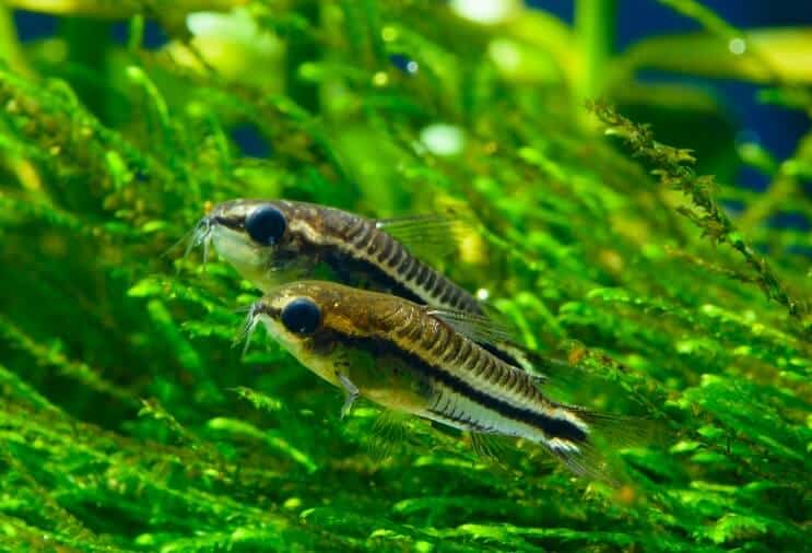 Pygmy Cory Översikt