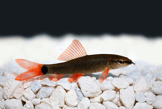 Rainbow Shark i akvariet