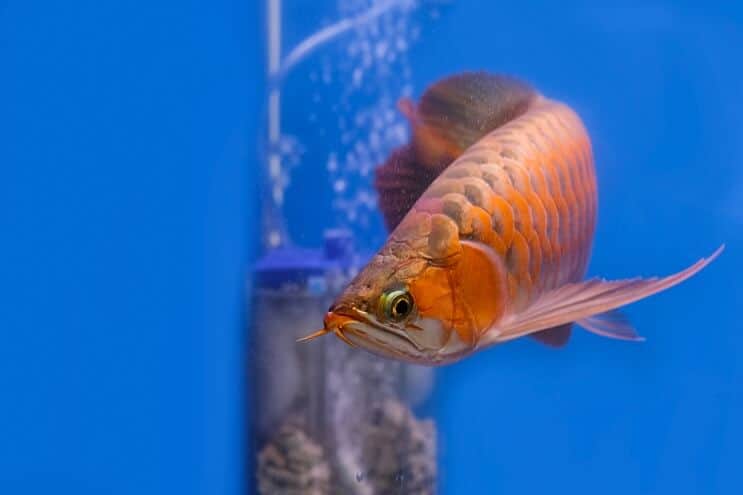 Röd Arowana Utseende