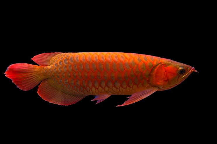 Red Arowana Översikt
