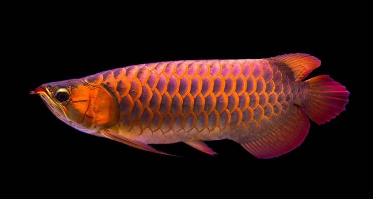 Röd Arowana diet