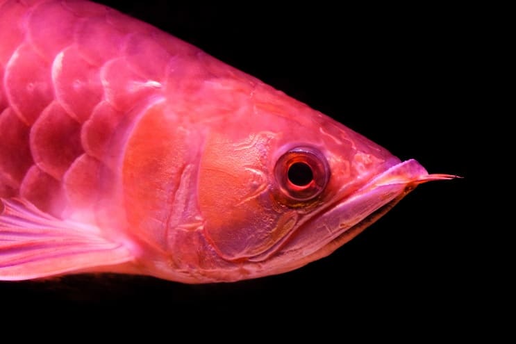 Röd Arowana Care