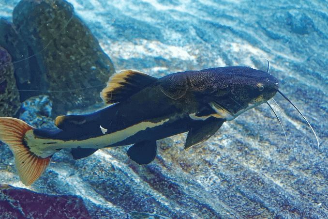 Redtail Havskatt Utseende