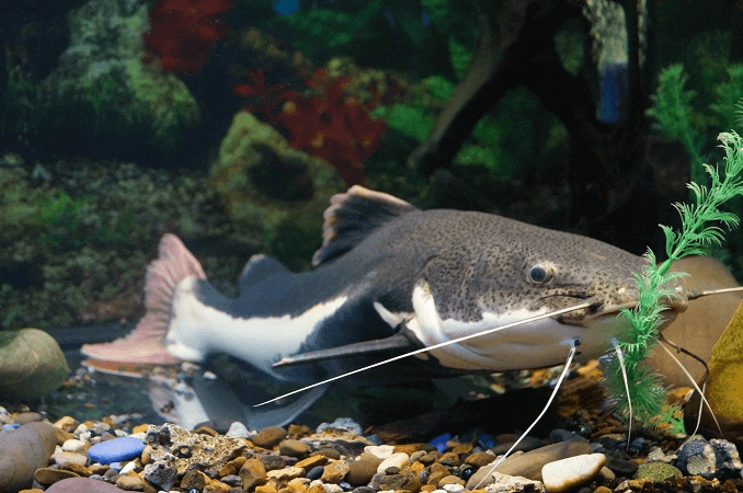 Redtail havskattdiet