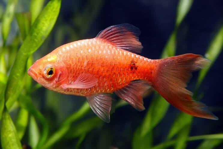 Rosy Barb Utseende