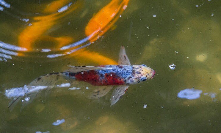 Shubunkin guldfisk i en damm