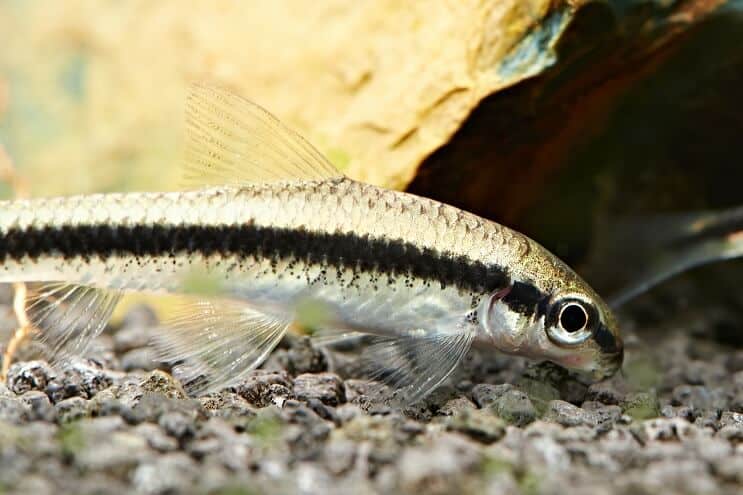 Siamese Alger Eater Matning
