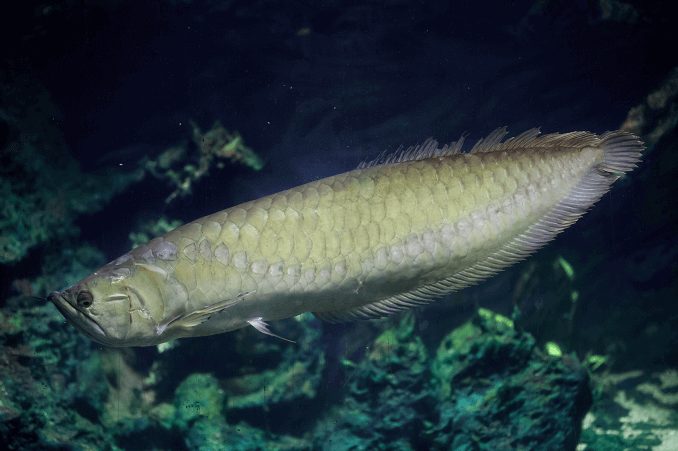 Silver Arowana Utseende