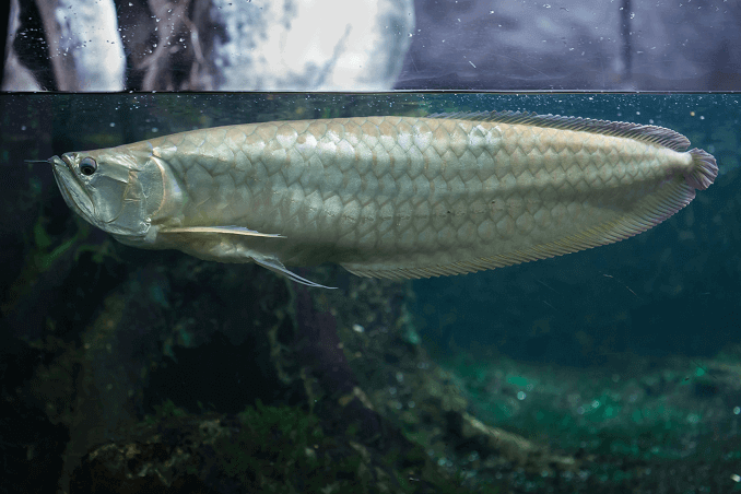 Silver Arowana i tank