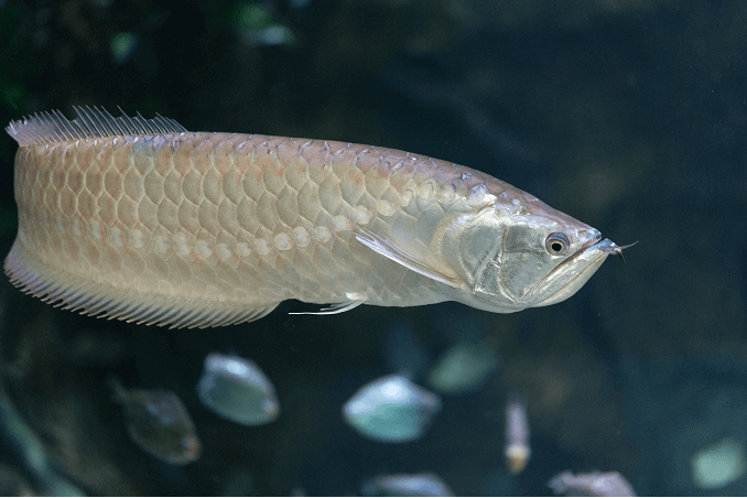 Silver Arowana simning
