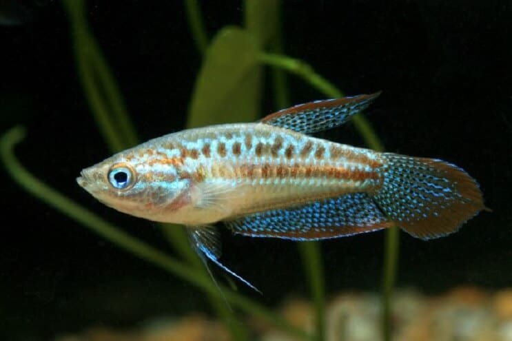 Mousserande gourami