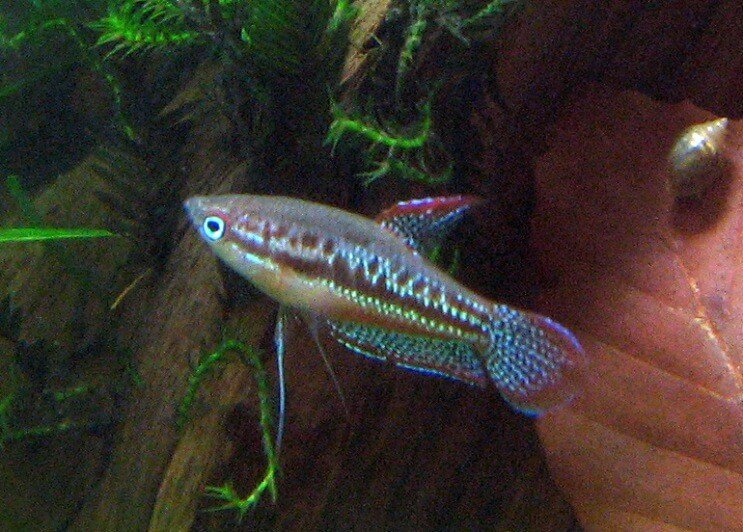 Mousserande gourami simning