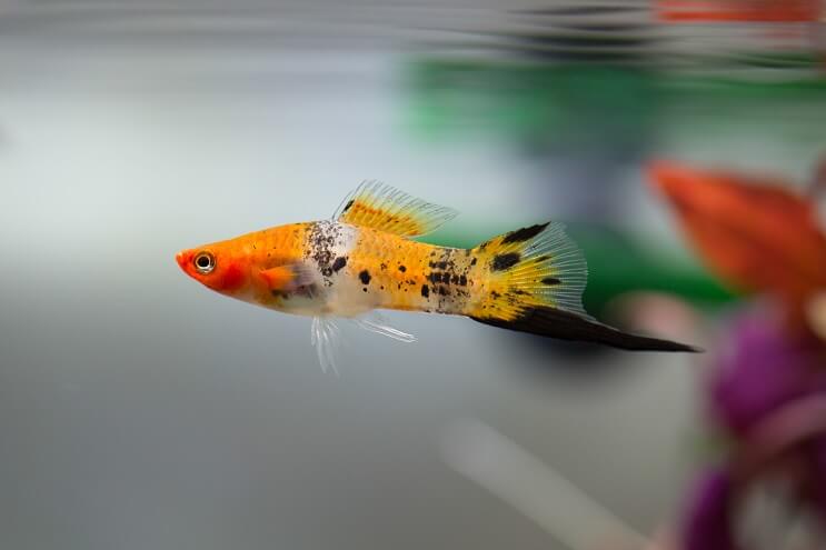 Swordtail Översikt