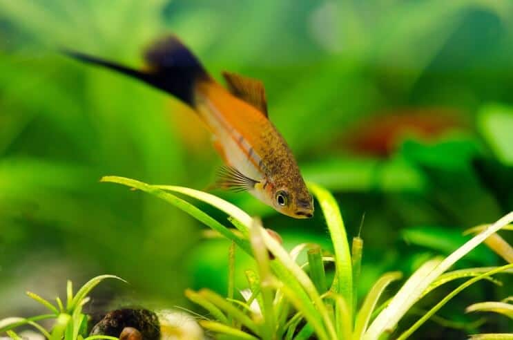 Swordtail Habitat