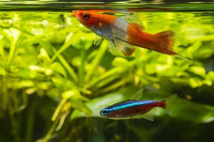 Swordtail Tank Mates