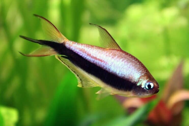 Kejsare Tetra
