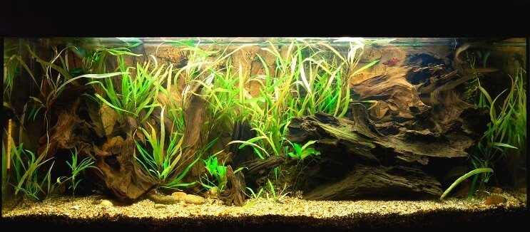 Clown Loach Tank-förhållanden