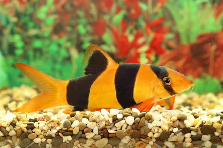 Clown Loach Översikt