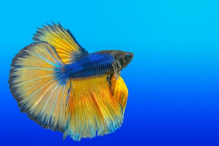 Hur man tar hand om Bettas