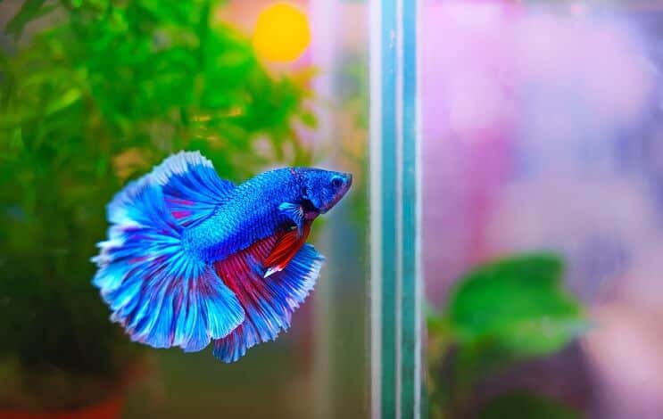 Ställ in Betta Tank