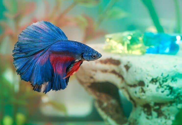 Betta fisksjukdom