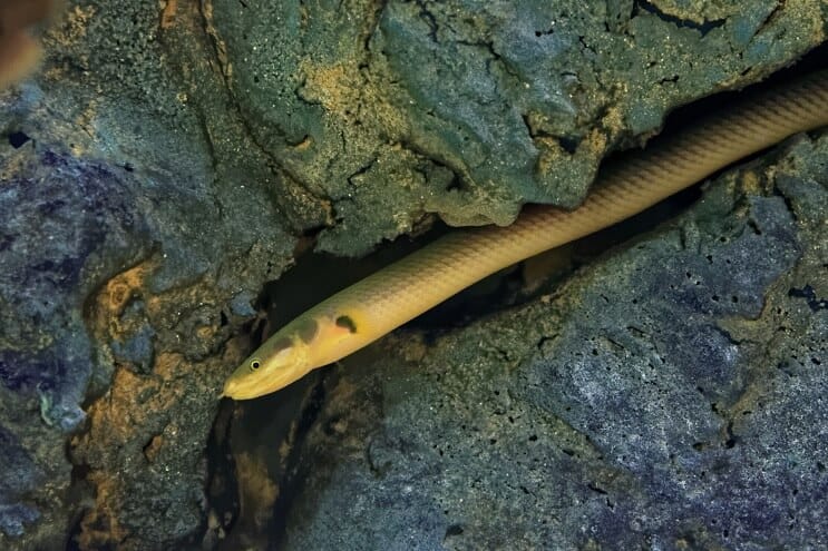 Repfisk