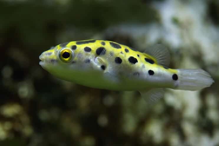 Grön prickig pufferfisk