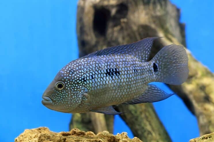 Texas Cichlid Översikt