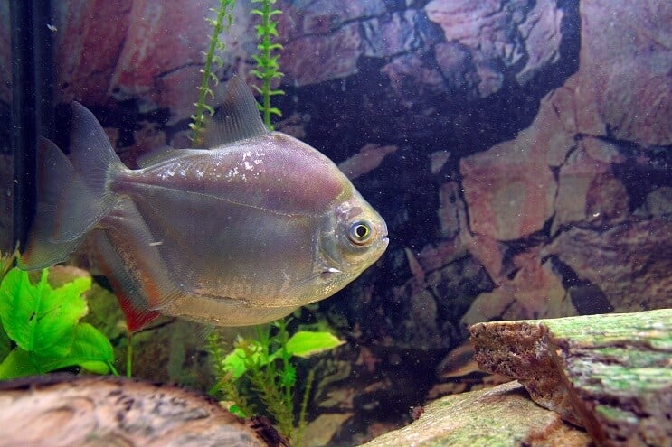 Silver dollar fisk utseende