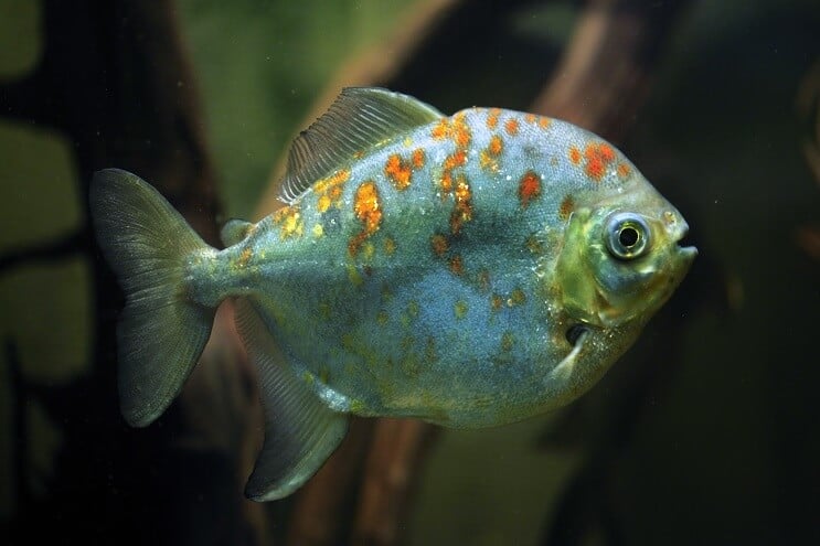 Röd krok silverfisk för dollar