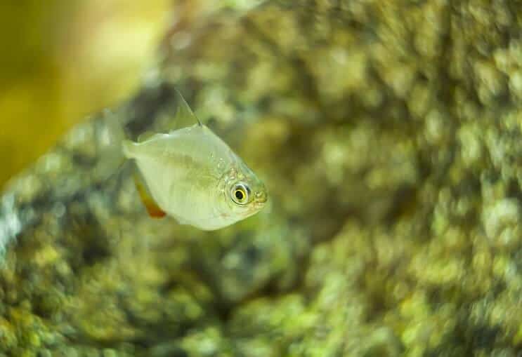 Silverdollarfisk