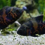 10 vackra typer av Oscar Fish Banner