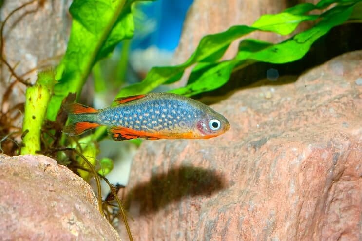 Celestial Pearl Danio Utseende