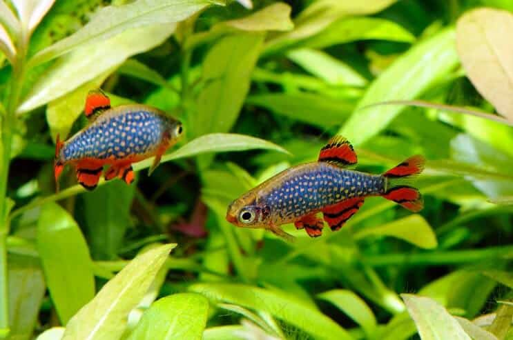 Celestial Pearl Danio i akvariet