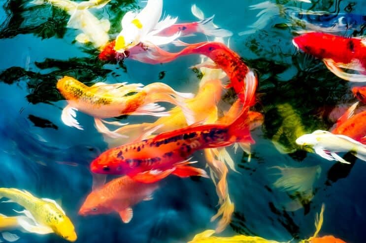 Koi fisktyper