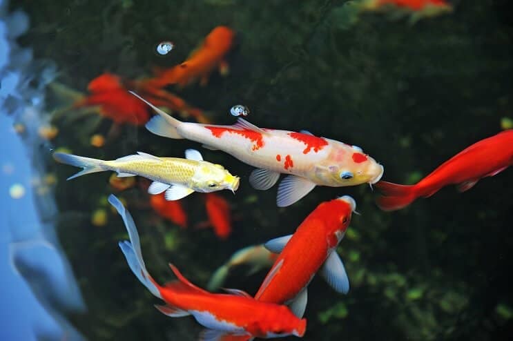 Koi fisk vård