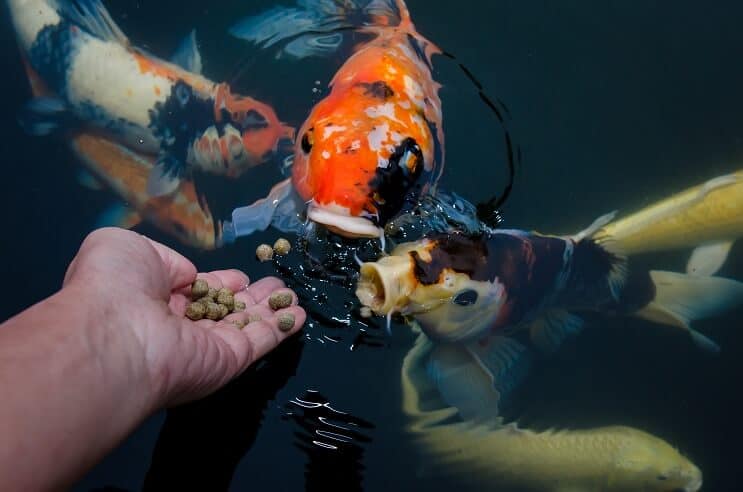 Koi Fish Diet
