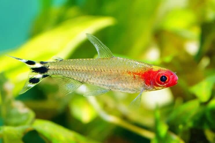 Rummy Nose Tetra Simning