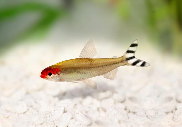 Rummy Nose Tetra Utseende