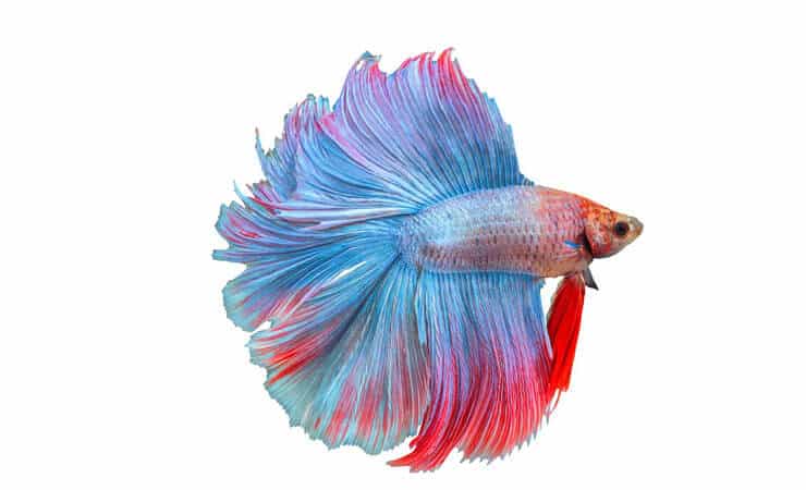 Dubbel svans Betta