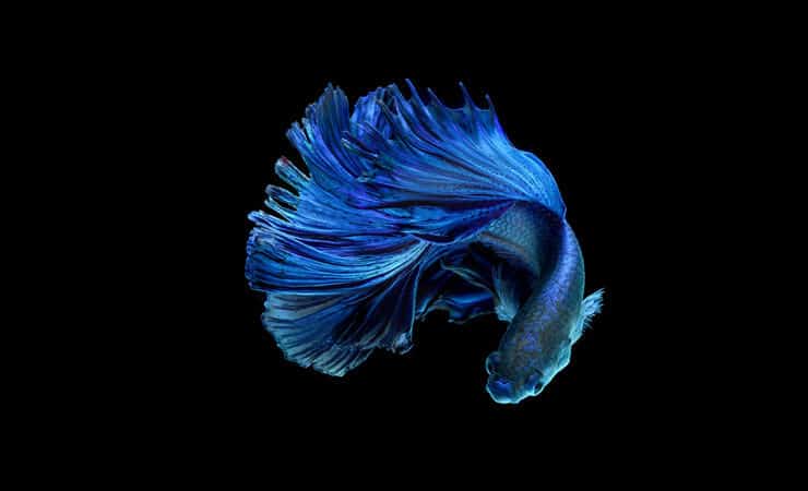 Blå Betta Fish