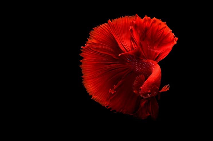 Röd Betta Fish