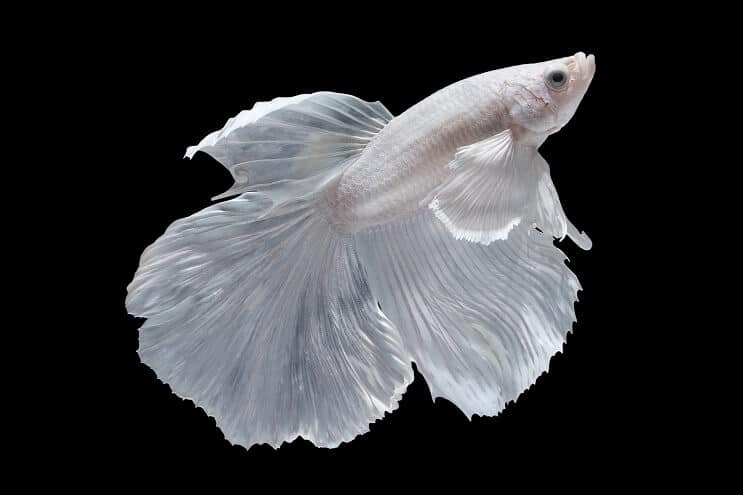 Vit Betta