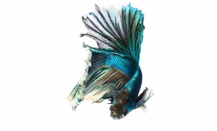 Grön Betta Fish