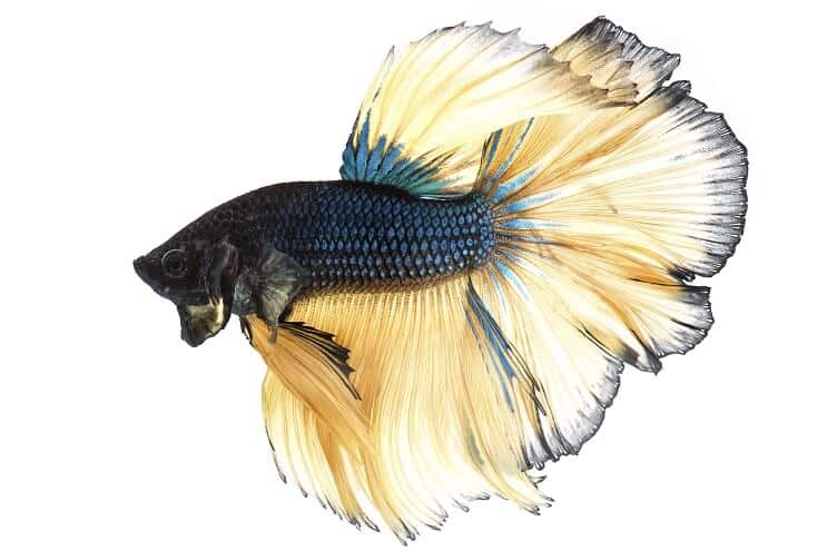 Senapsgas Betta