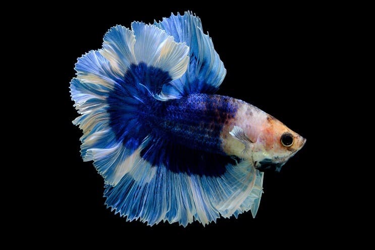 Fjäril Betta