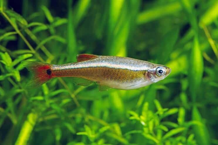 White Cloud Mountain Minnow Utseende