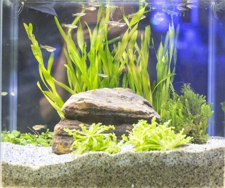 White Cloud Mountain Minnow tankförhållanden